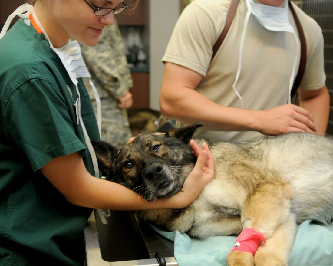 All Creatures Veterinary Center - What to Expect From a Vet - Lifestyle